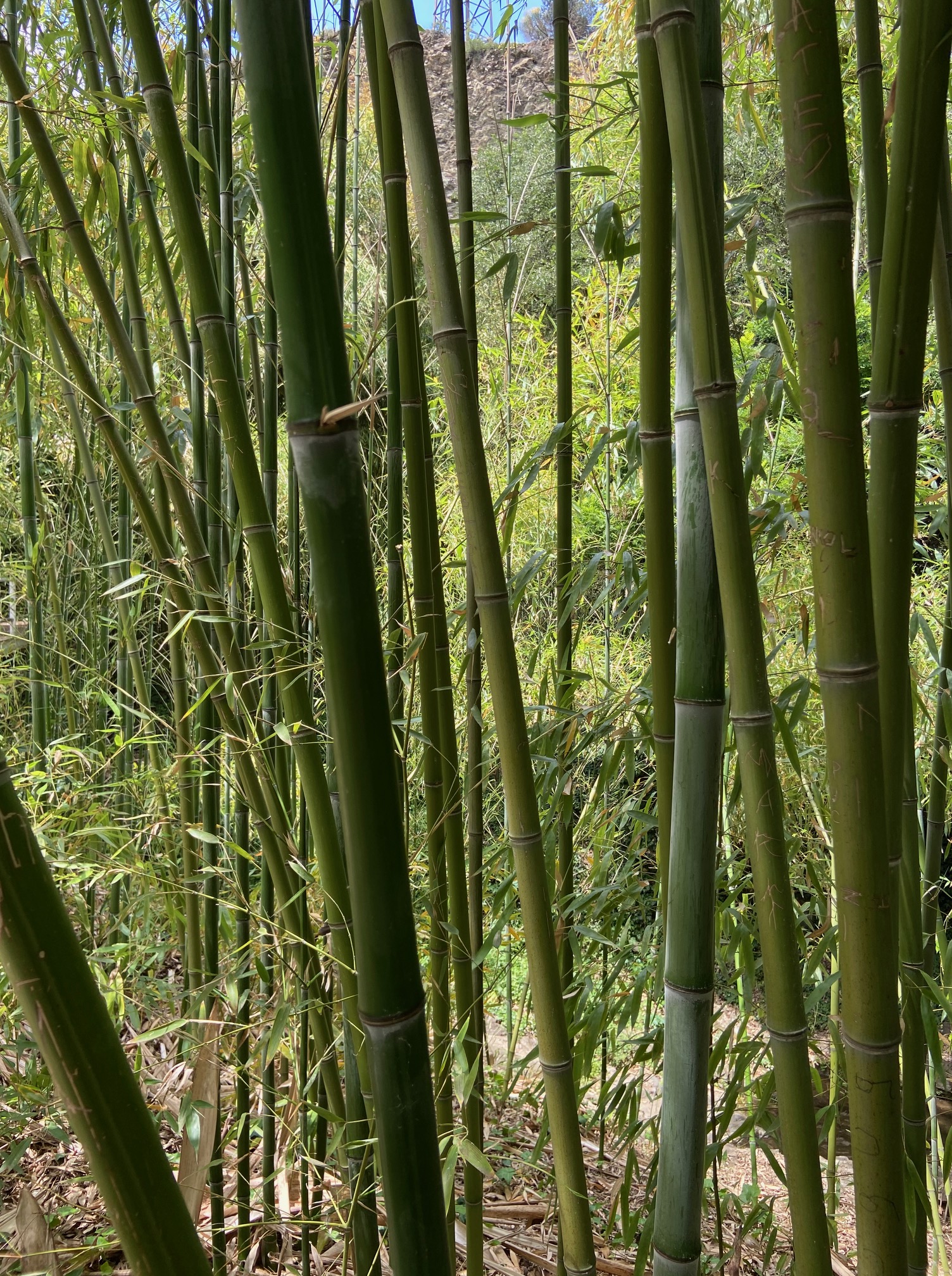 Tbilisi Botancial Garden
